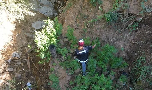 'Uyuşturucu ormanı'na polis baskını