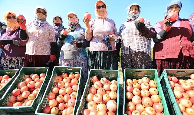 İzmirliler bu Pazar nar yemeye o ilçeye gidiyor!