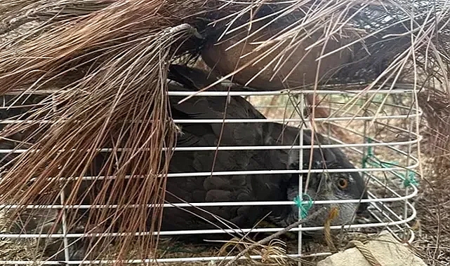 Avcılarına tuzağına yakalanan nesli tehlike altındaki kuş kurtarıldı