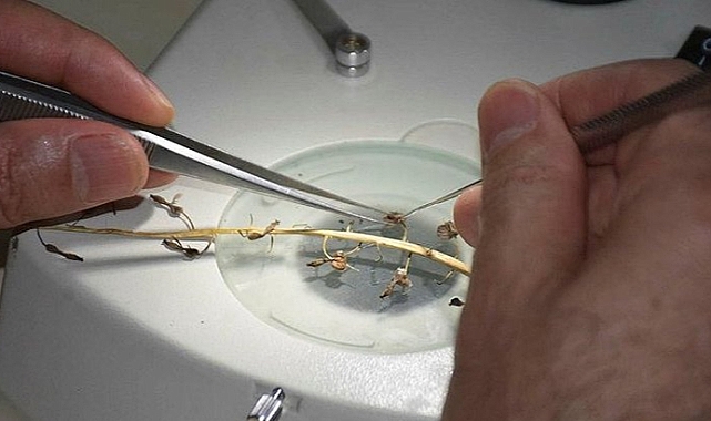 Muğla'da keşfedildi! Bu isimle dünyaya tanıtıldı