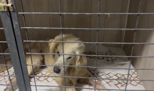 14 yaşındaki köpeğin tümör ameliyatı başarılı bir şekilde yapıldı