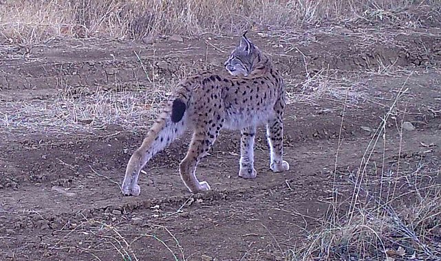 'Ormanın hayaleti' fotokapana takıldı
