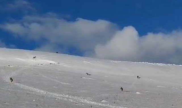 Aç kalan kurt sürüsü yerleşim yerine indi