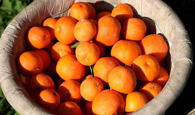 Adana'da mandalina yüz güldürüyor