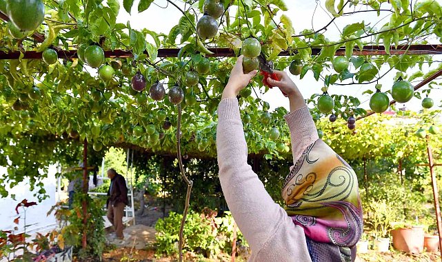 Anamur'da passiflora hasadı başladı