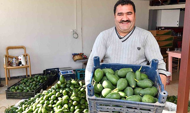Avokado üreticileri hasat yaptı