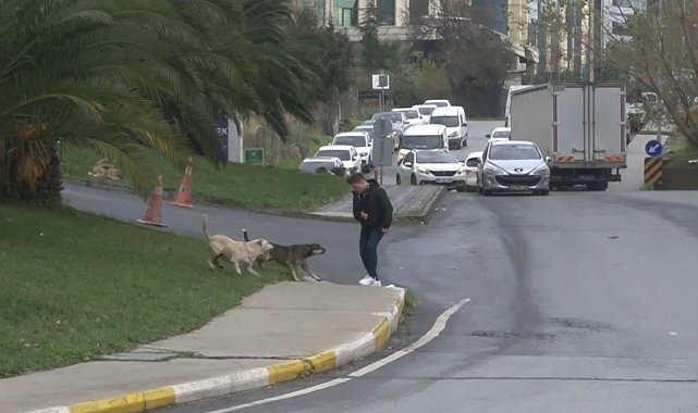 Bağcılar'da başıboş gezen köpekler 1 kişiyi ısırdı, 3 kişi ise son anda kurtuldu