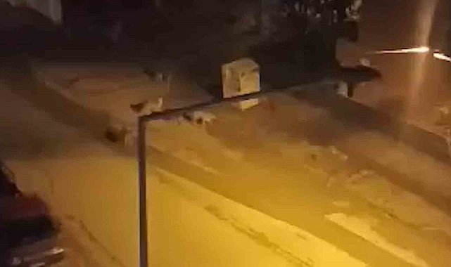 Başıboş köpekler çocuğa korku dolu anlar yaşattı: Kamyonetin kasasına saklanarak kurtuldu