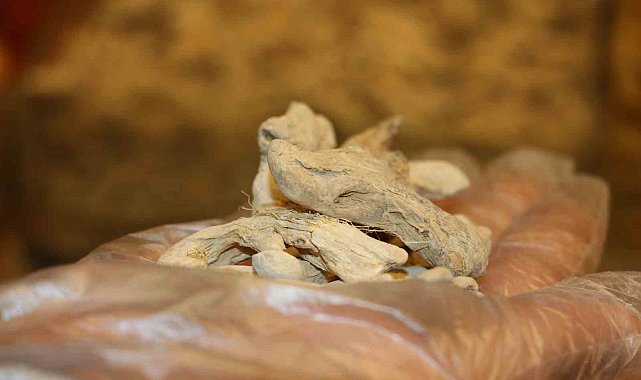 Birçok hastalığa iyi gelen mide dostu zencefile ilgi arttı