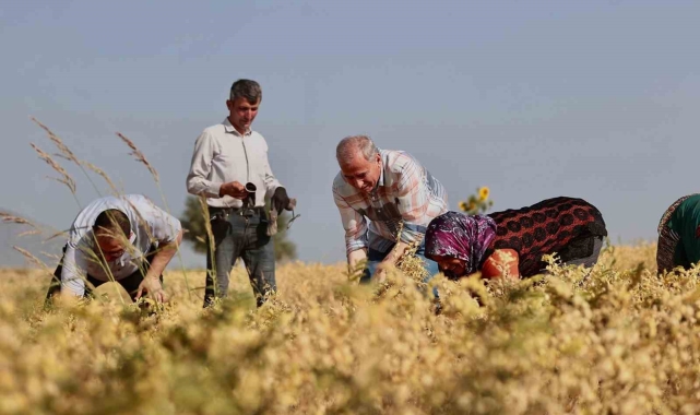 Büyükşehirden çiftçilere 70 ton nohut tohumu desteği