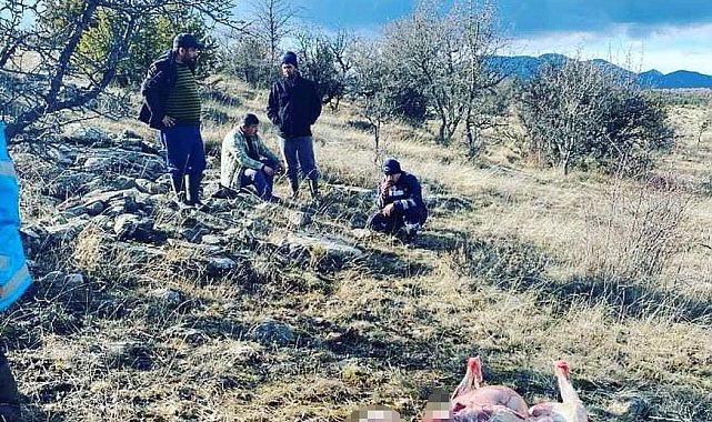 Çamlıdere'de kaçak kızıl geyik avlayanlara suçüstü