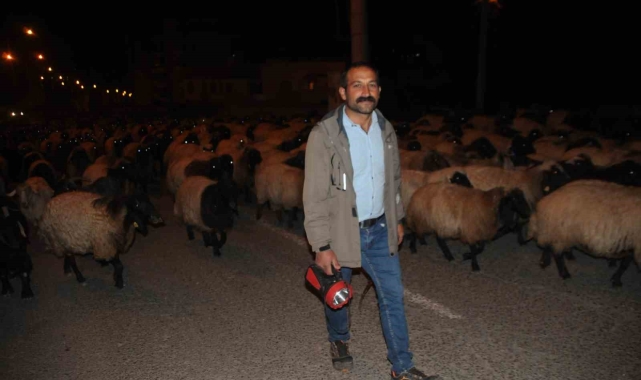 Cizre'de gecenin sessizliğini kuzu ve koyunların ayak sesleri bozdu