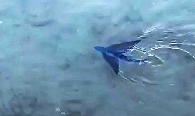Datça'da kıyıya yakın alanda uçan balık görüldü