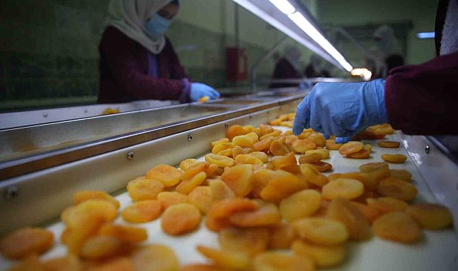 Depremin vurduğu Malatya'da kayısı yüz güldürdü