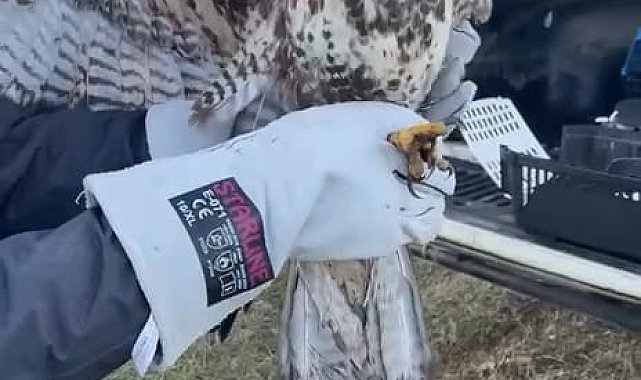 Depresif kartal rehabilite edildi