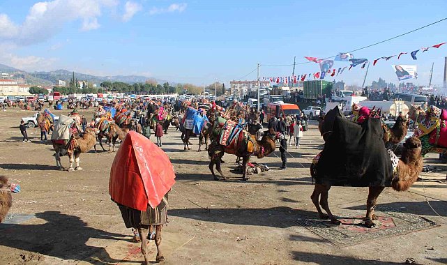 Deve güreşlerine katılım yoğun oldu