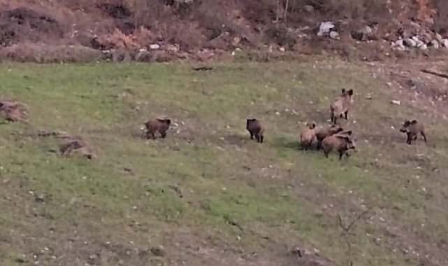 Domuz sürüsü buğday ekili tarlada görüntülendi