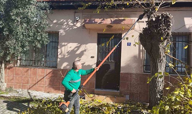 Efeler'de ağaç budama çalışmaları sürüyor