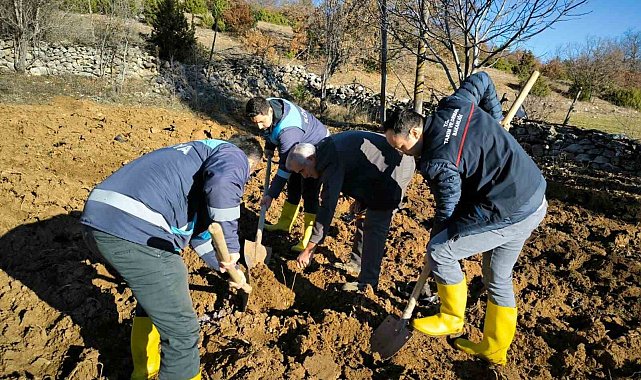 Emet'te ceviz fidanlarının dikimi ile demonstrasyon bahçesi kuruldu