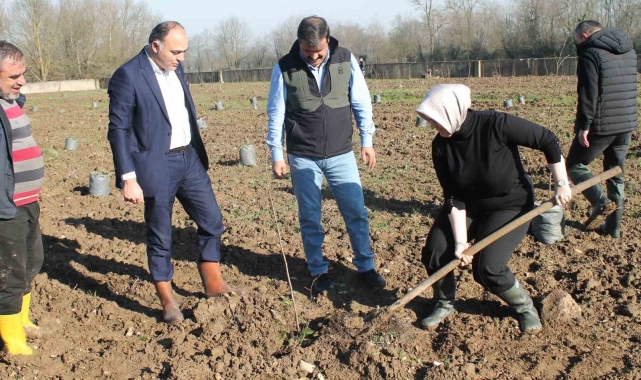 Fındıkta verim ve kalite artıracak proje