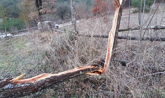 Fırtına ortalığı birbirine kattı, onlarca ağaç devrildi