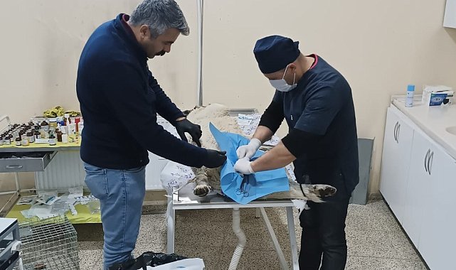 Hakkari'de sahipsiz can dostlar kısırlaştırılıyor