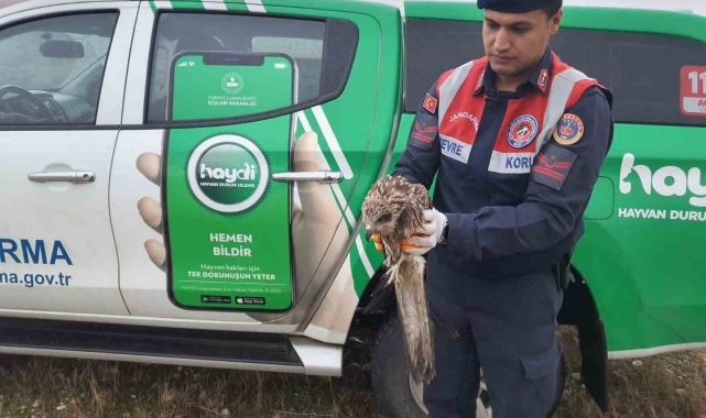 Jandarma ekipleri yaralı şahin buldu