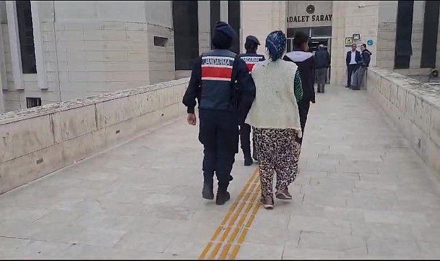 Jandarmadan zeytin hırsızlarına gece baskını...2 kişi gözaltına alındı