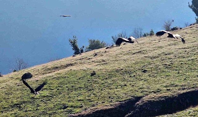 Kahramanmaraş'ta nesli tükenmekte olan akbabalar görüntülendi