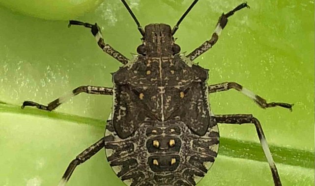 Kahverengi kokarca Sinop'ta da görüldü