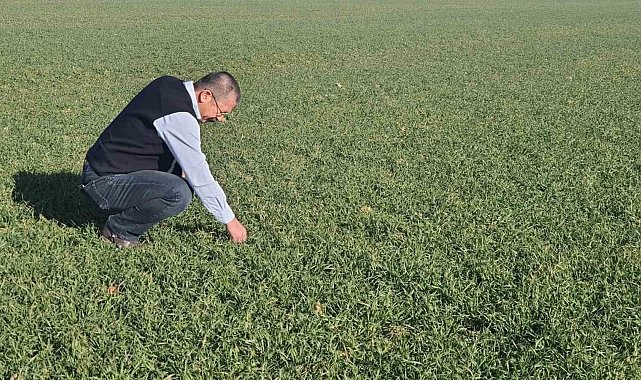 Karapınar'da hububat ekim alanından artış