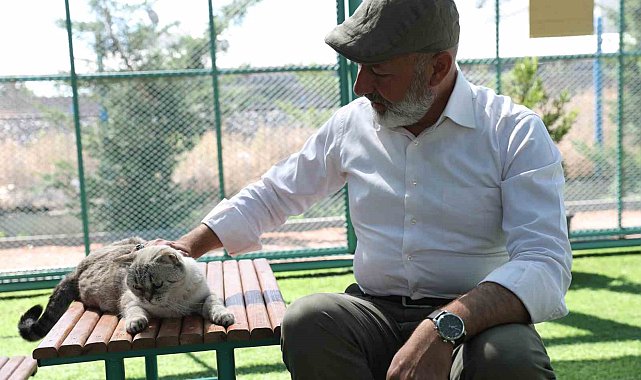 Kayseri'de ilk olan 'Küçük Dostlar Kedi Kasabası'na yoğun ilgi