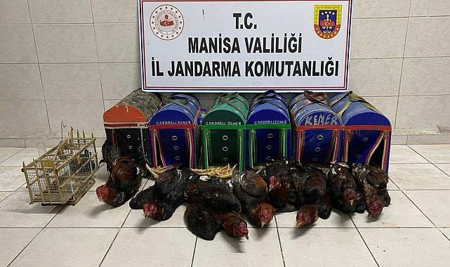 Kıraathaneyi horoz dövüşü ringine çevirmişler