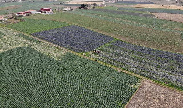 Kışlık 500 bin ton sebze üreten Samsun, karnabaharda da Türkiye 1'inciliğine yükseldi