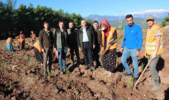 Kumluca'ya 50 dönümlük alanda ikinci bal ormanı