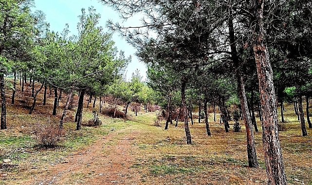 Lise öğrencilerinden ormanlık alanda temizlik