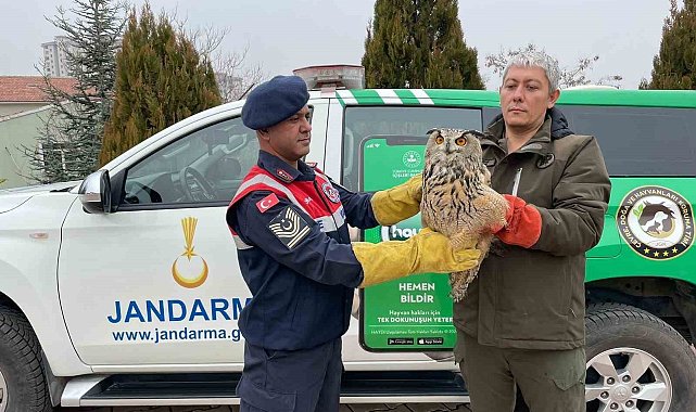 Malatya'da yaralı bulunan baykuş koruma altına alındı