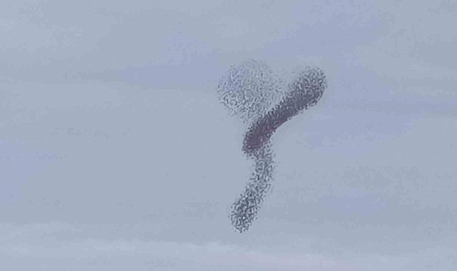 Manisa'da sığırcık kuşlarının dansı hayran bıraktı