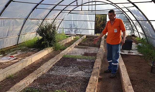 Marmaris Belediyesi 2 milyon adet mevsimlik çiçek üretti