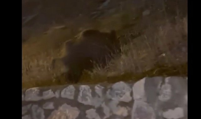 Muş&#039;ta yaban domuzları şehir merkezine indi