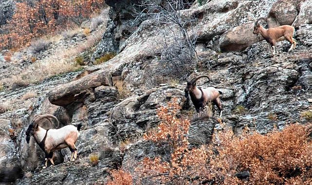 Nesli tehlike altındaki hayvanlar için envanter çalışması yapıldı