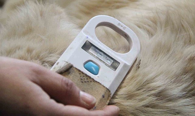 Sahiplendikleri hayvanları sokağa bırakanlara çipli takip