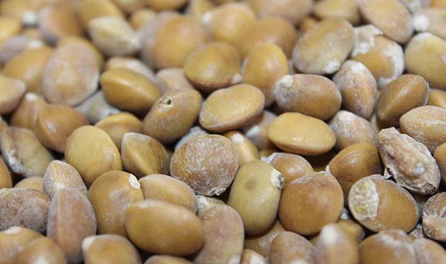 Siirt'te bıttım, kilosu 800 liradan alıcı buluyor