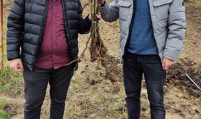 Siirt'te çiftçilere yerli sumak fidanı dağıtıldı