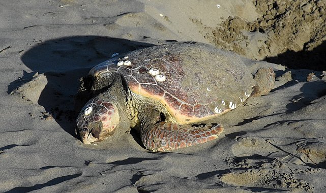 Sinop'ta nesli tükenmekte olan caretta caretta ölü halde bulundu