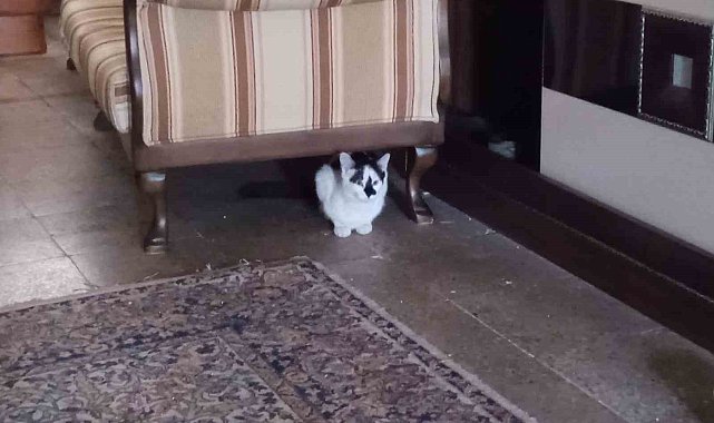 Soğukta üşüyen kediler onun dükkânına sığınıyor