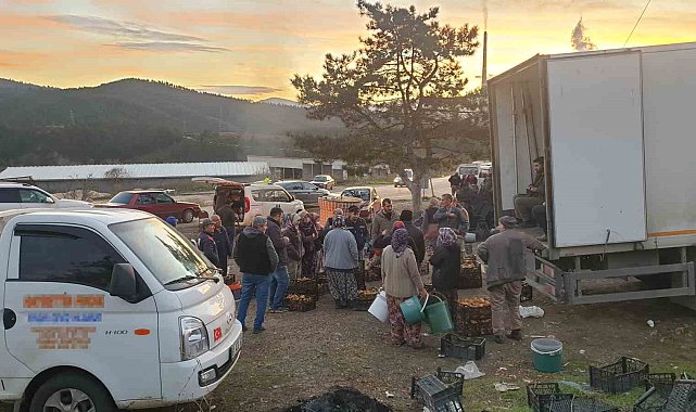Uludağ'ın eteklerinden 'kanlıca mantarı' fışkırıyor