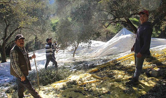 Üreticiler bu yıl zeytin değil altın topluyor