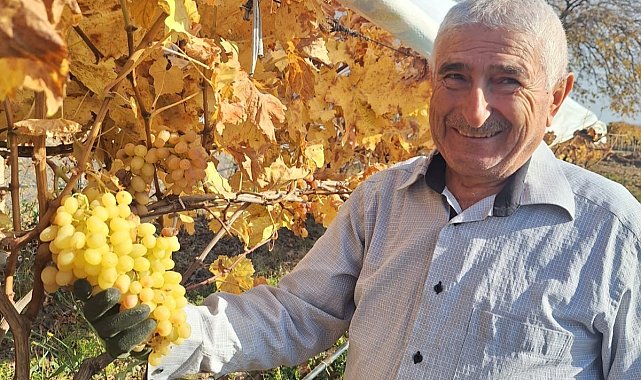 Yaz meyvesi üzümü yılbaşı akşamında tüketecek