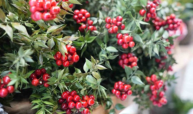 Yılbaşı kokinaları hazırlandı